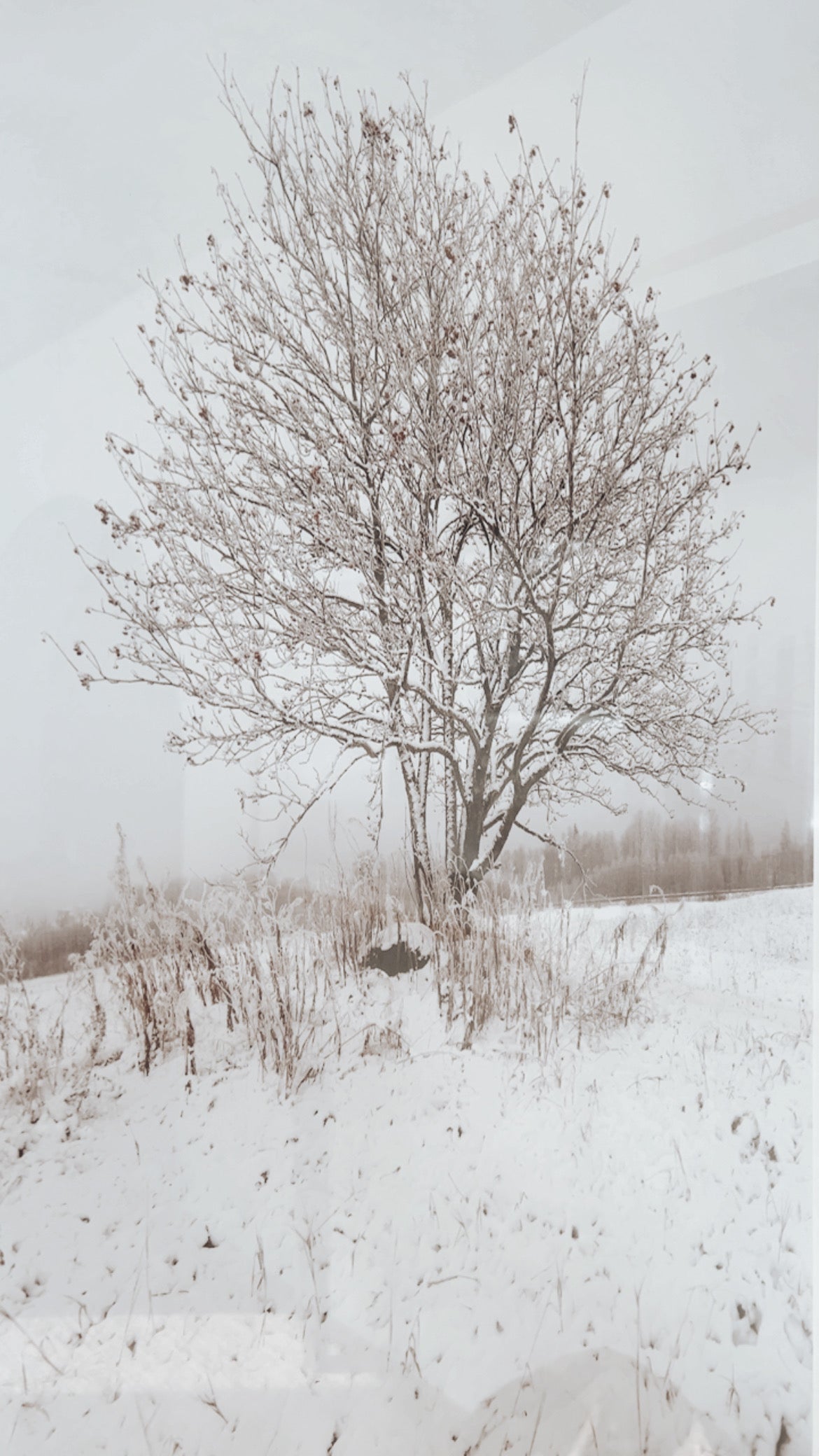 Cuadro Cerezo 60x120